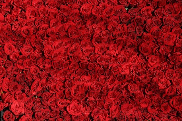 Red Roses Design